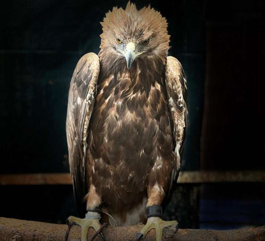 Animal Ark Experience with animal man in Birmingham
