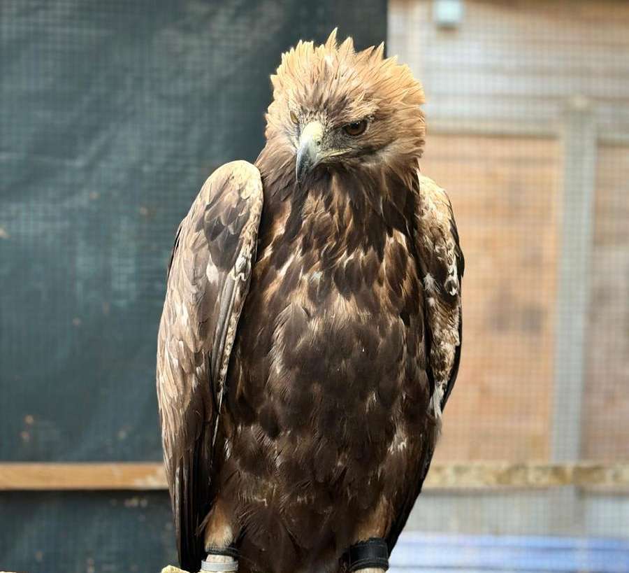 Animal Ark Experience with animal man in Birmingham
