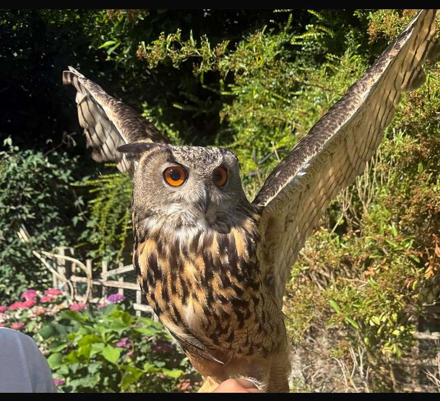 Animal Ark Experience with animal man in Birmingham