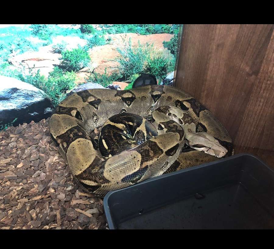 Python Snake in Animal Ark Experience