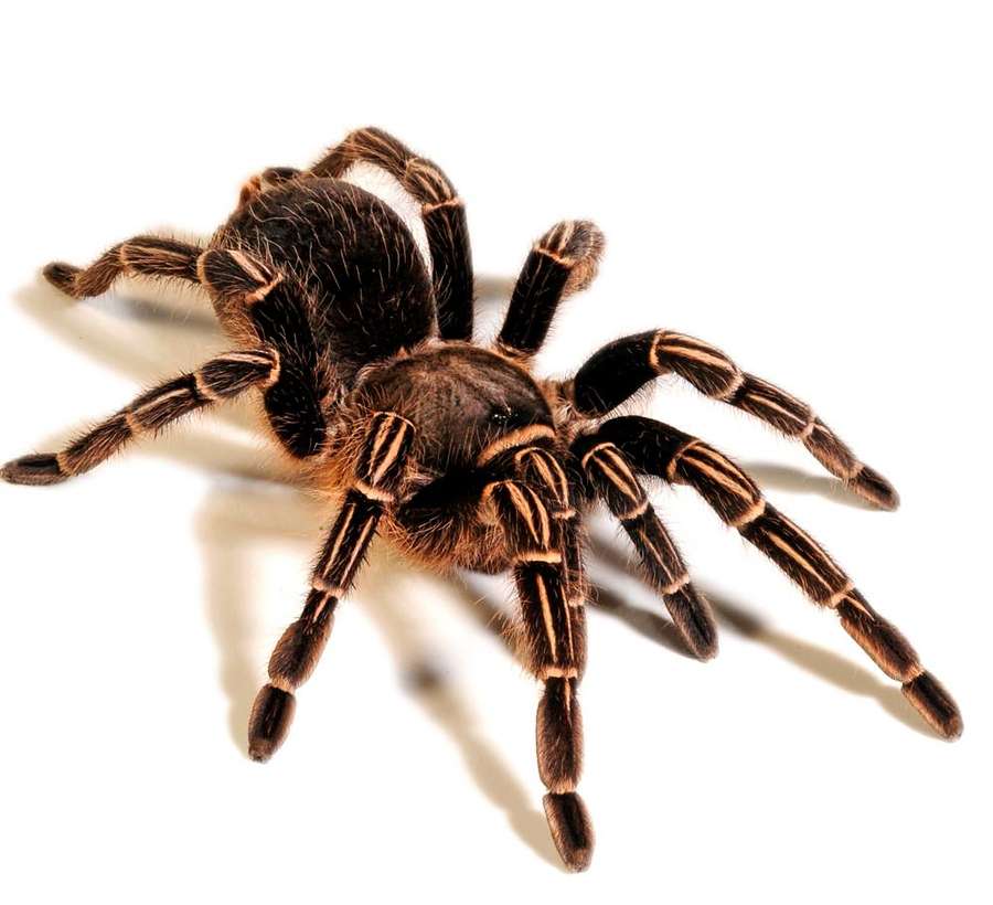 Scorpions in Animal Ark Experience