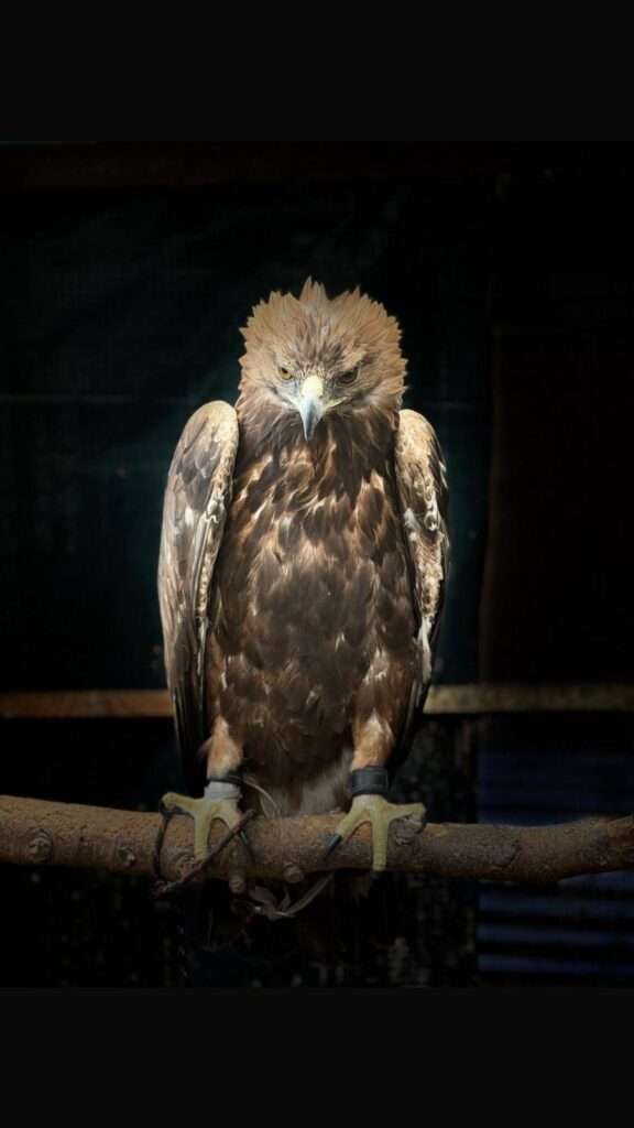 Animal Ark Experience with animal man in Birmingham
