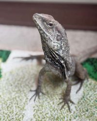 Animal Ark Experience with animal man in Birmingham