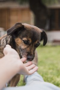 close-up-dog-smelling-woman-s-hand