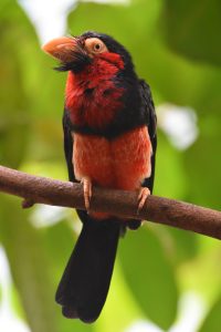 Great Up Close Capture of a Bearded Barbet Bird