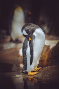 Vertical closeup shot of a penguin cleaning its self with a blurred background
