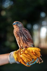 A vertical shot of a hawk on a person's hand